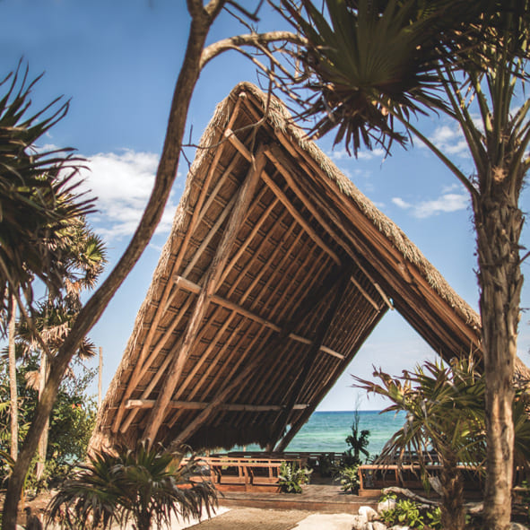 Proyecto Papaya Playa